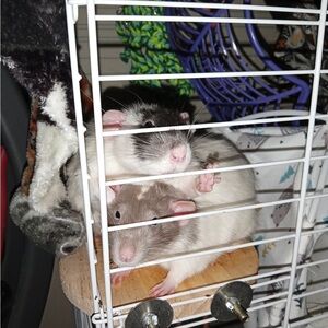 Unlisted Accessories